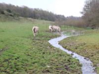 Grazing horses / Photo: Camilla Fløjgaard ©