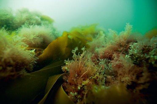 Foto: Peter Bondo Christensen ©