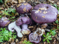 Cortinarius eucaeruleus / Photo: Jens H. Petersen ©