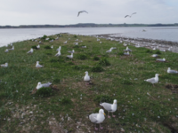 Sølvmåger / Foto: Thomas Eske Holm ©