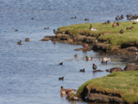 Vandfugle / Foto: Thomas Eske Holm ©