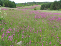 Set-aside with Viscaria vulgaris, Ravnstrup / Photo: Peter Wind ©