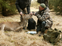 Krondyrmærkning / Foto: Jens Vinge ©