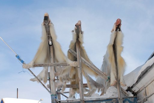 Isbjørneskind/Foto: Rune Dietz