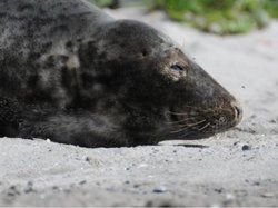 Gråsæl / Anders Galatius ©