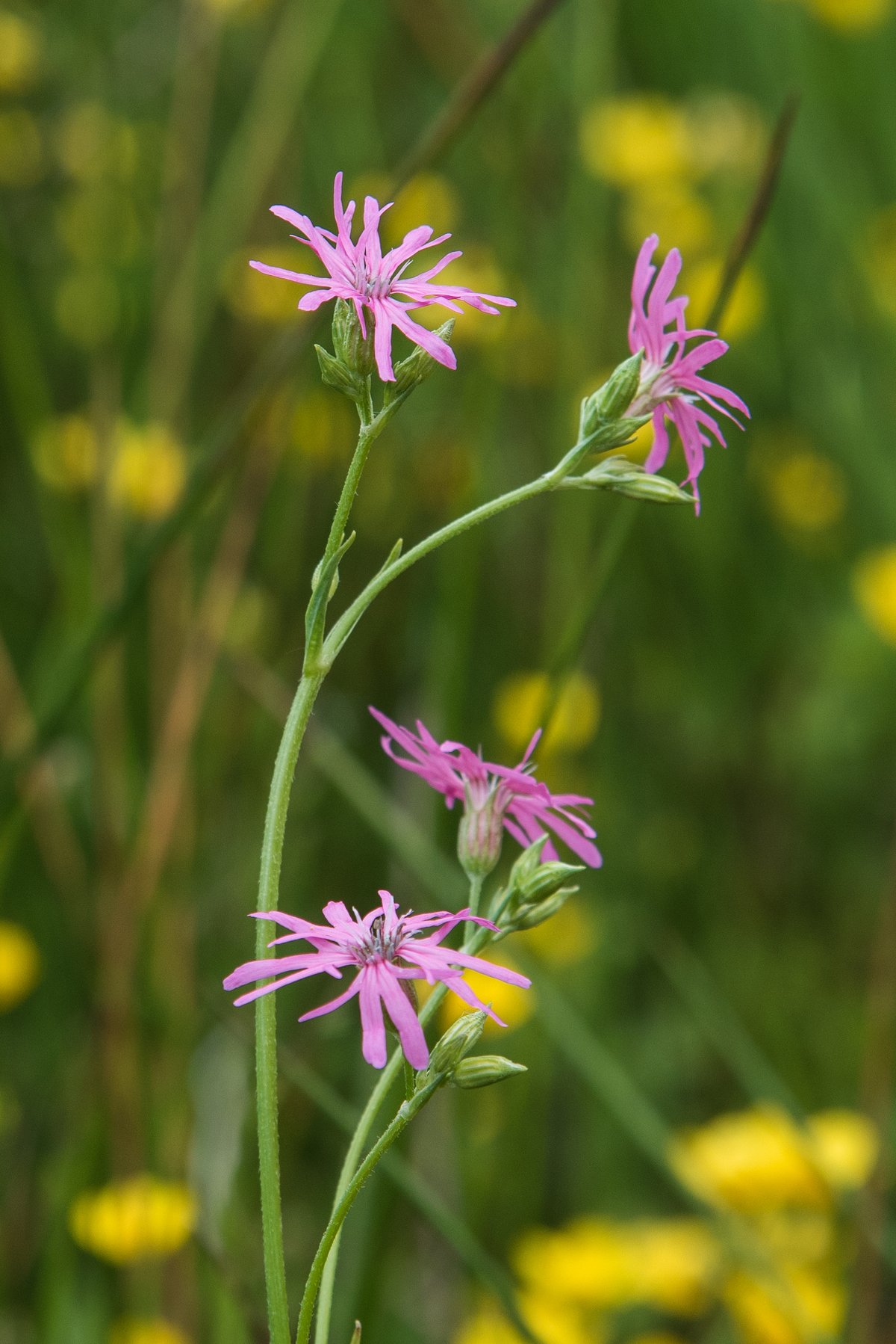 Foto: Erik Vinther 29-08-2021 ©