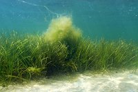 Illustration: Ålegræs