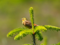 Syngende gulspurv / Foto: Kent Olsen ©