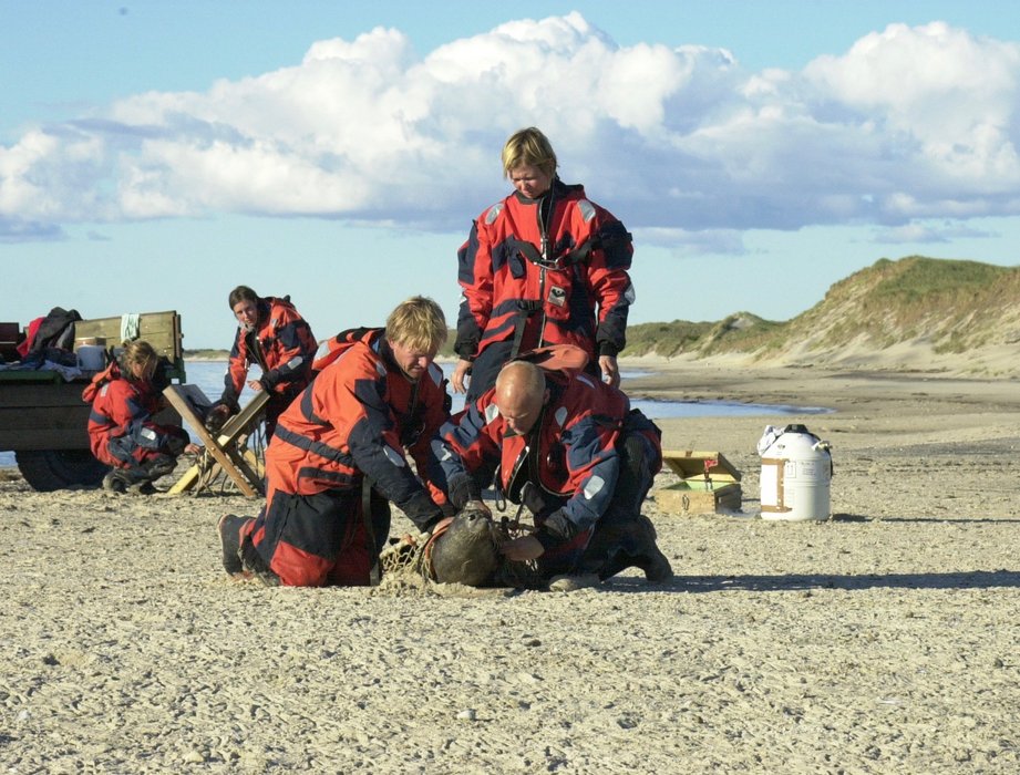 Satellitmærkning / Foto: Rune Dietz ©