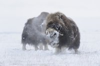 Foto: Lars Holst Hansen ©