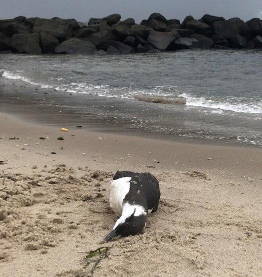 Lomvie Simon S. Christiansen