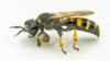 Crabro cribrarius, foto: Ulf Bjerre ©