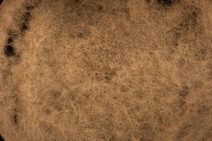 Nærbillede af svovlbakterier / Foto:PBC