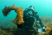 Diver under water collecting sieve kelp / Photo: Peter Bondo Christensen ©