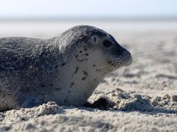 Spættet sæl / Anders Galatius ©