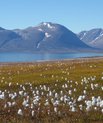 Arktisk økosystem i Young Sund, Nordøstgrønland. Foto: Mikkel Tamstorf