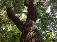 Ulvshale forest on Møn / Photo: Bettina Nygaard © 