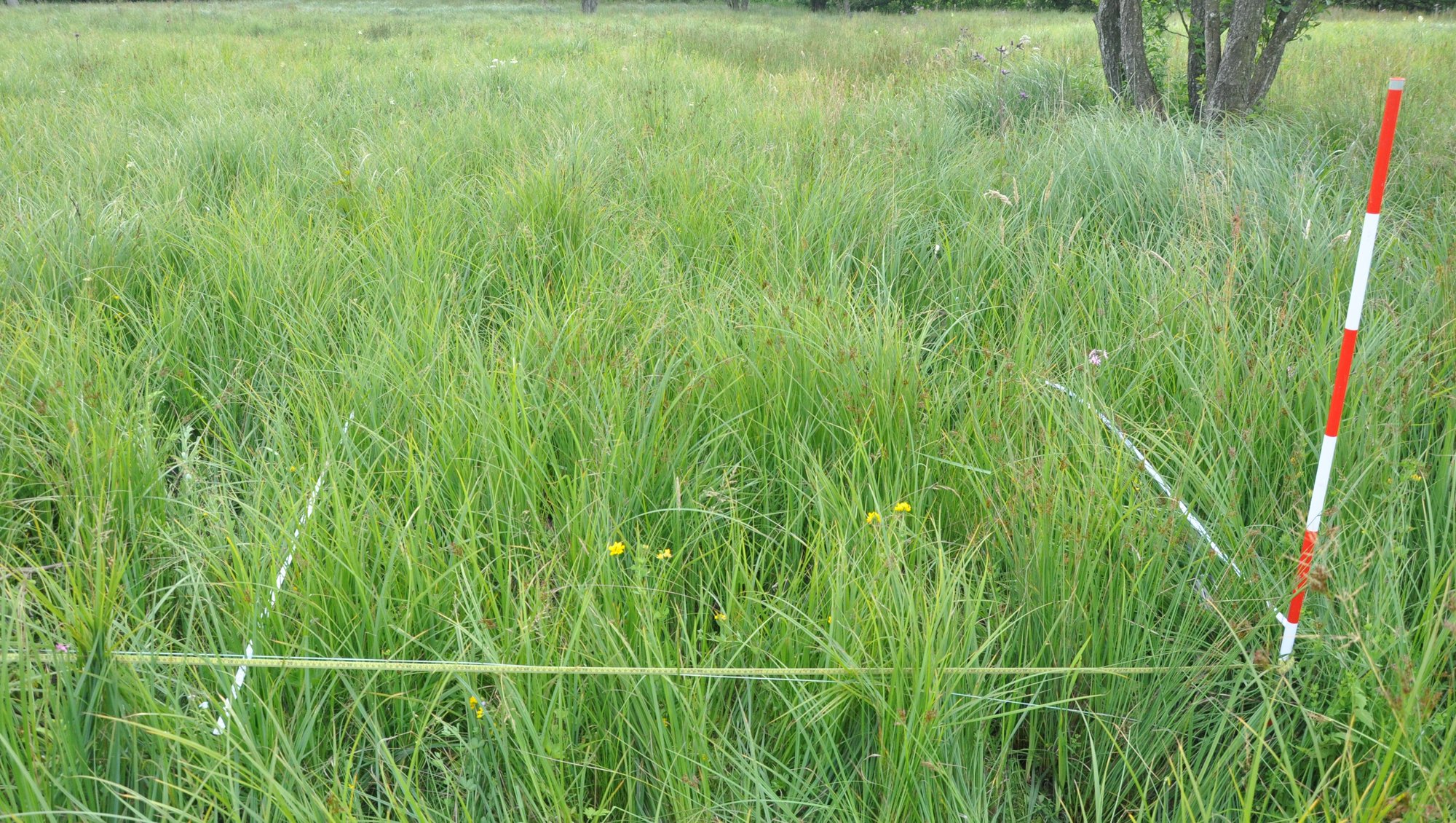 Foto: Erik Vinther 14-07-2015 ©