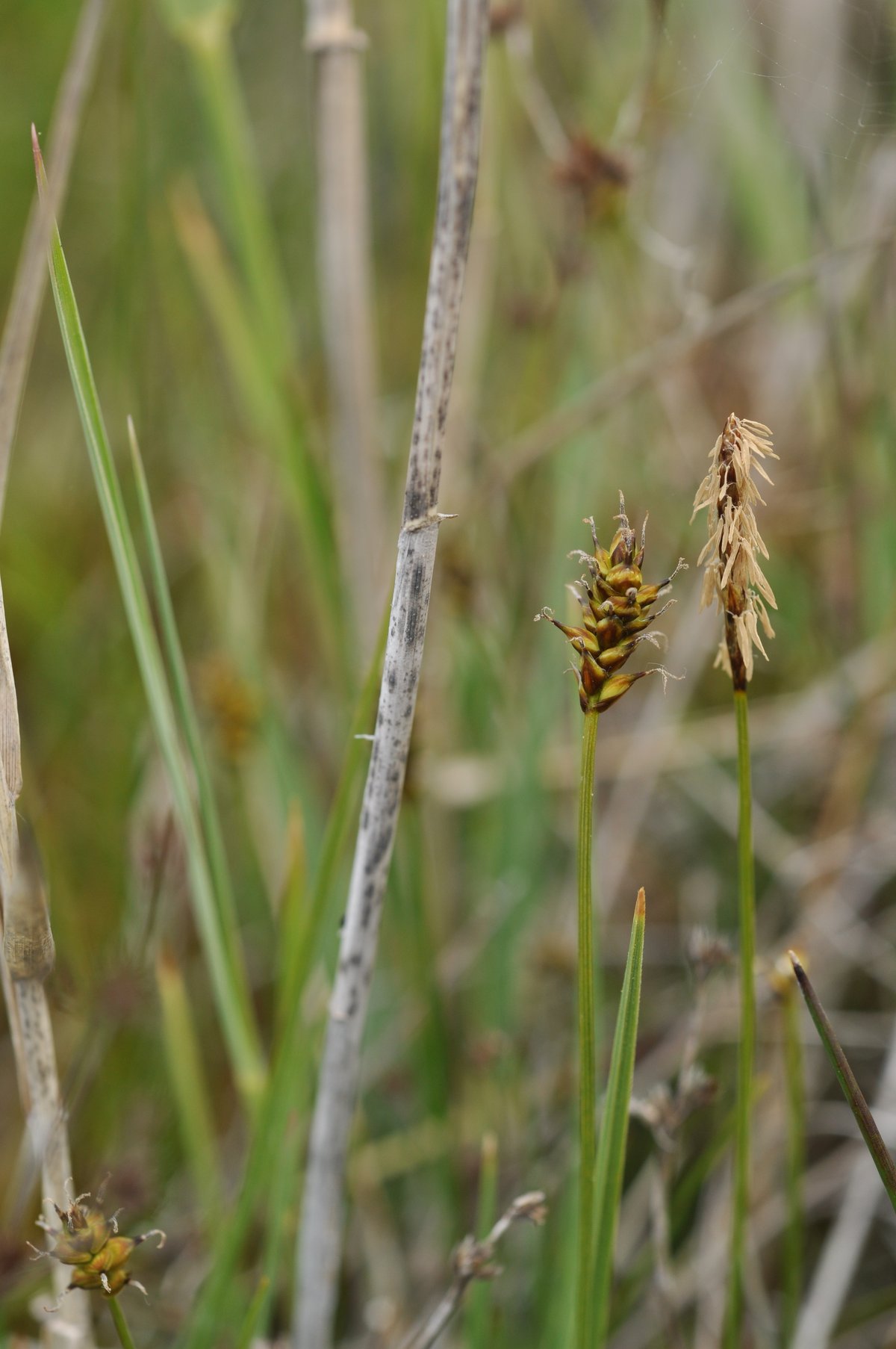 Foto: Erik Vinther 29-12-2016 ©