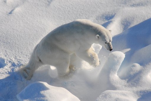 Polar bear/photo: Rune Dietz