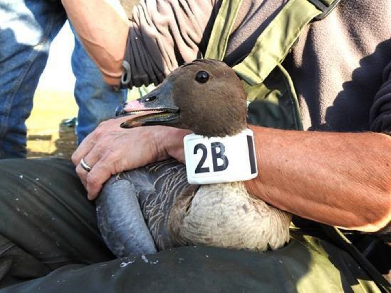 Foto: Jesper Madsen ©