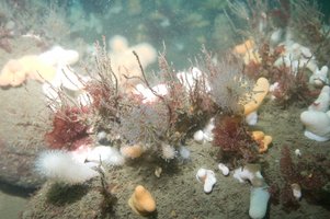 Habitat at 20 m's depth on the stone reef "Den Kinesiske Mur". Photo: Karsten Dahl