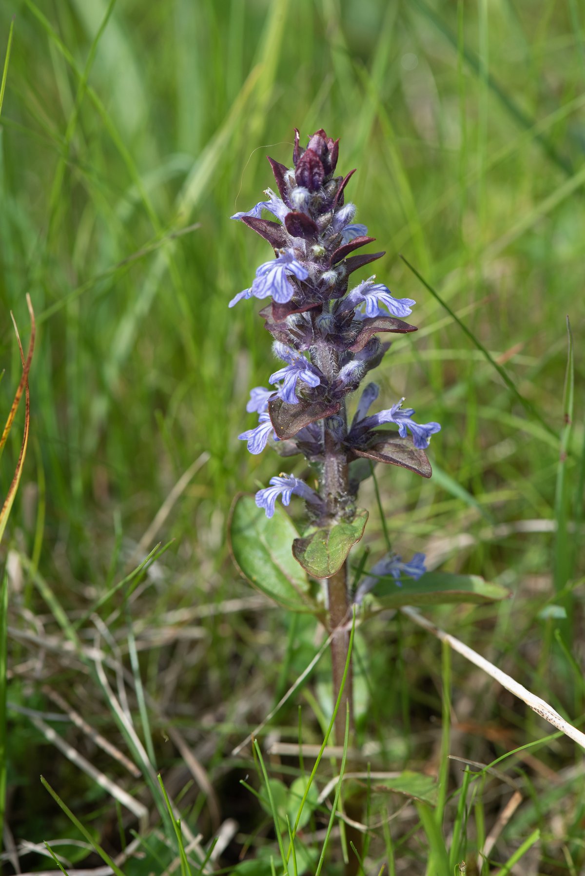 Foto: Erik Vinther 15-08-2022 ©