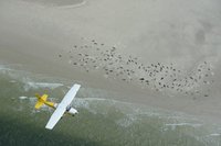 Sælovervågning / Foto: Casper Tybjerg ©