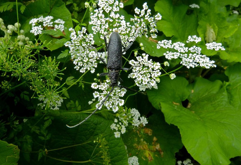 Longhorn Beetle (Cerambyx scopoli) (9136351947).jpg