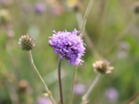 Succisa pratensis / Photo: Peter Wind ©