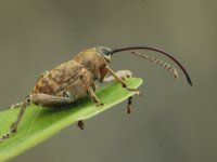 Curculio gladium / Photo: Ole Martin ©