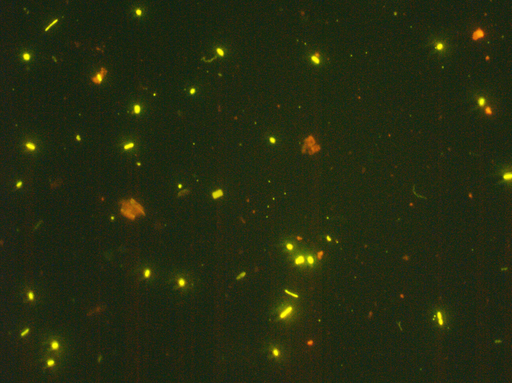 Foto: Catia Carreira. 