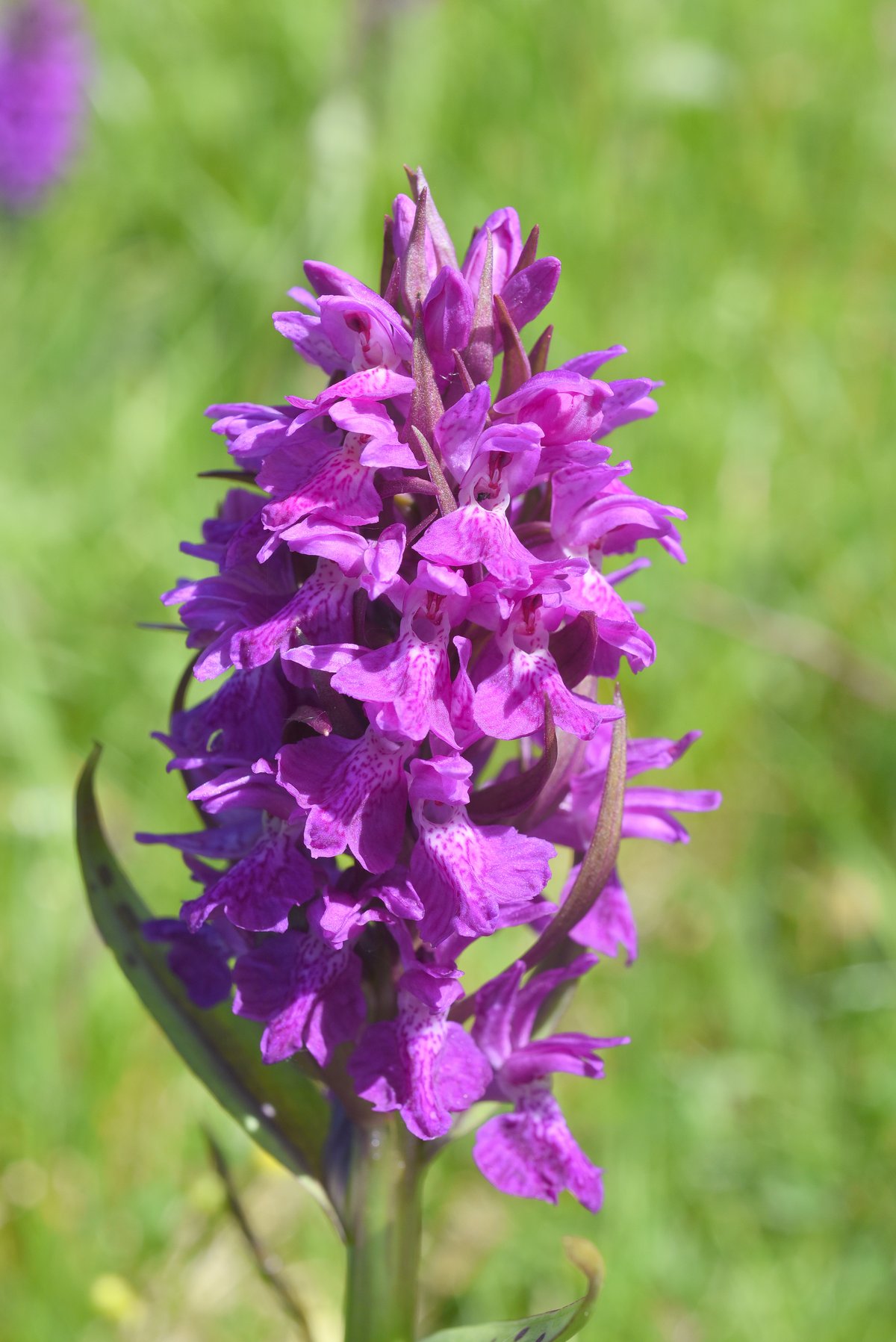 Foto: Erik Vinther 16-04-2020 ©