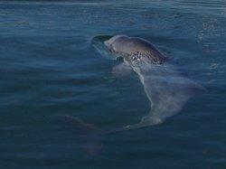 Marsvin / Foto: Signe Sveegaard ©