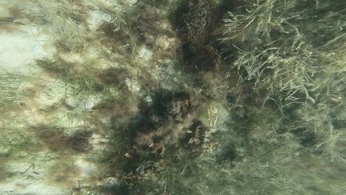 UV camera immersed in water from drone/Drone image by Michael Bo Rasmussen ©