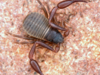 Chelifer Cancroides.  Foto: Jørgen Lissner ©