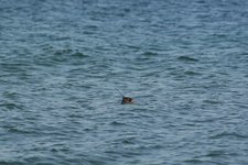 Spættet sæl / Foto: Anders Galatius ©