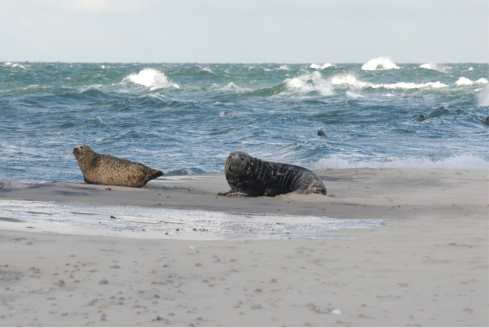 Gray seal / Photo: Morten Abilstrøm ©